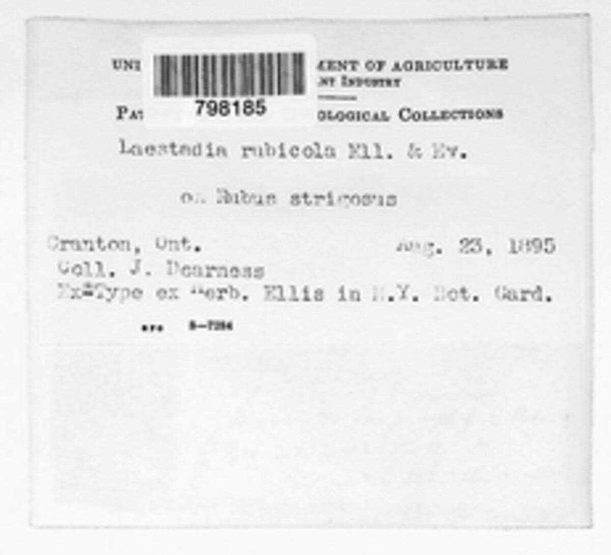 Laestadia rubicola image